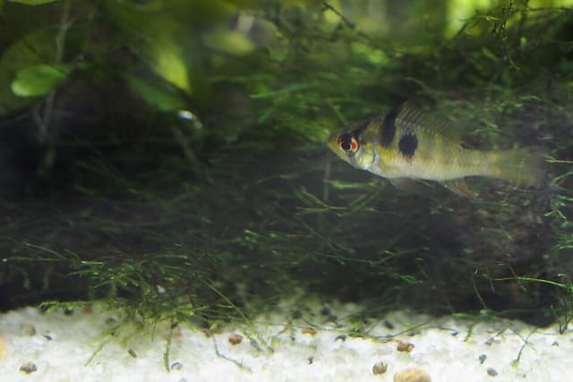 German Blue Ram