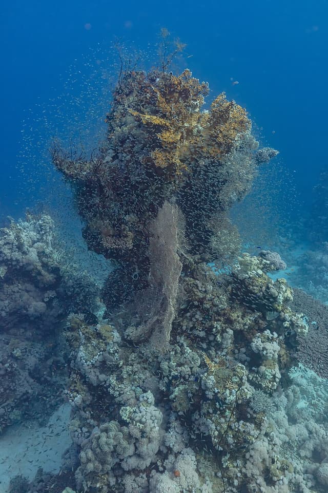 Indian Glassfish