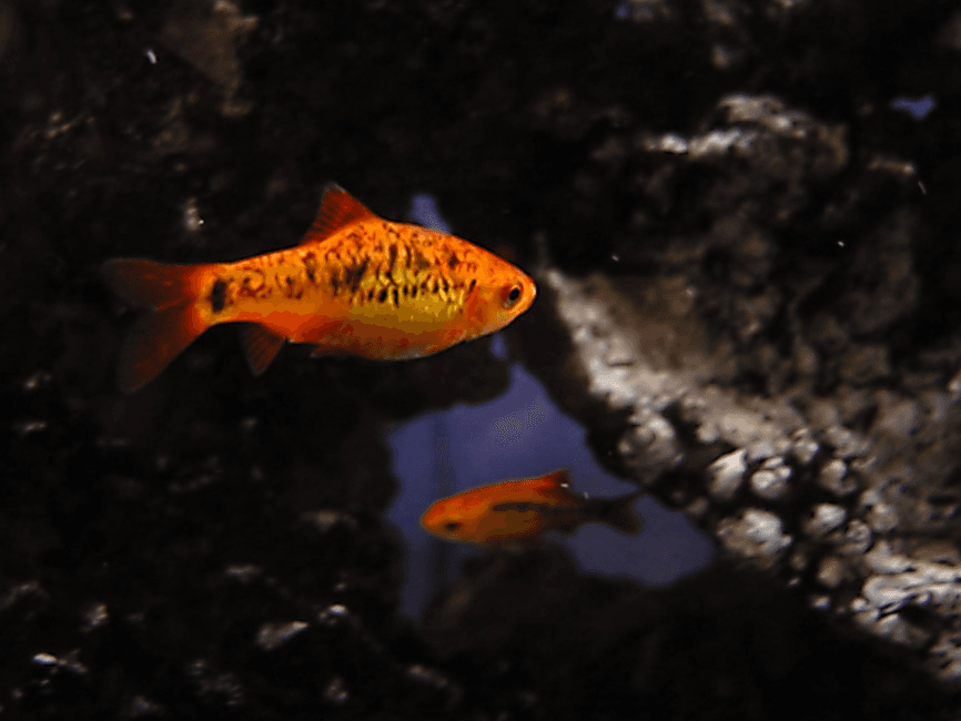 Gold Barb