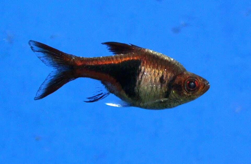 Harlequin Rasbora
