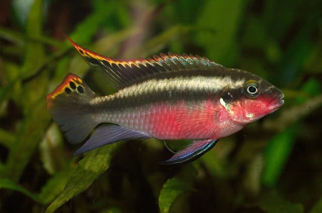 Kribensis