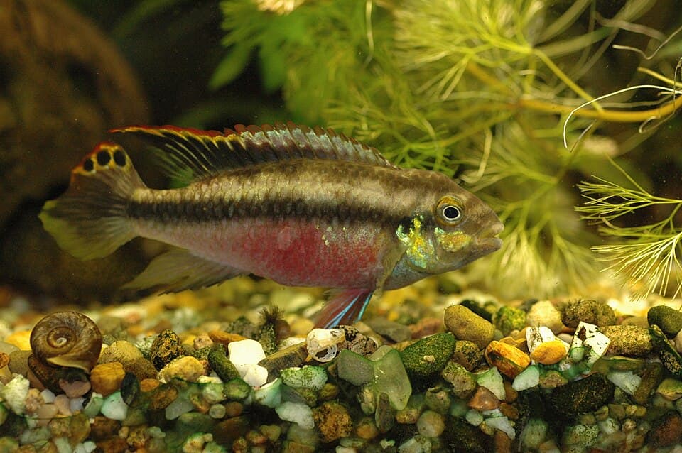Kribensis