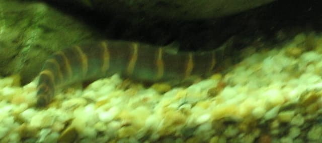 Kuhli Loach