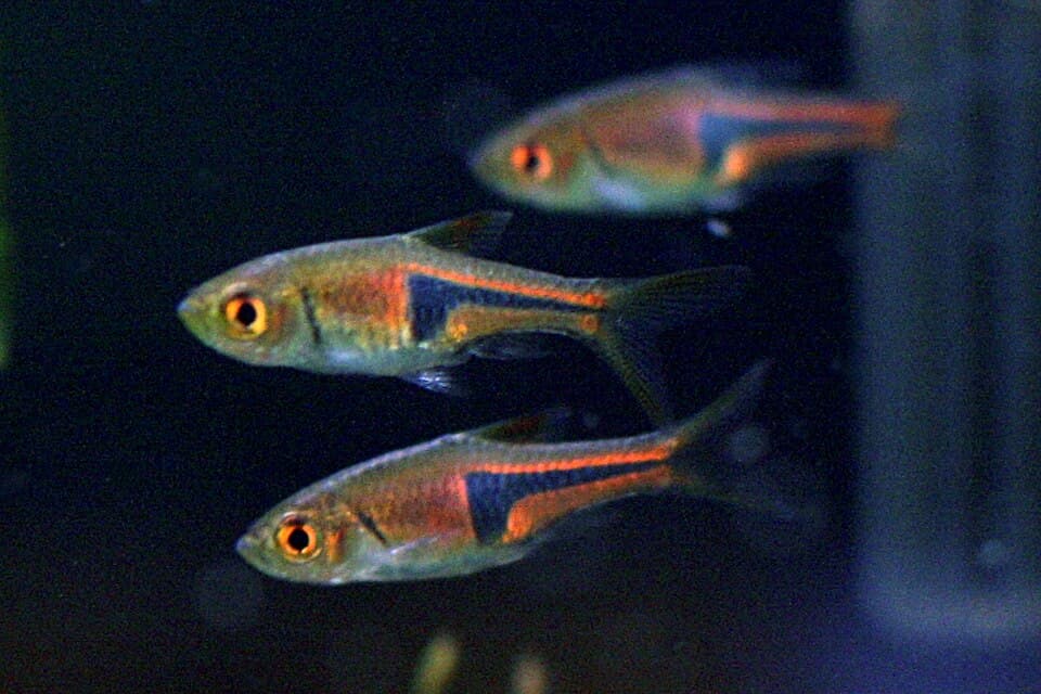 Lambchop Rasbora