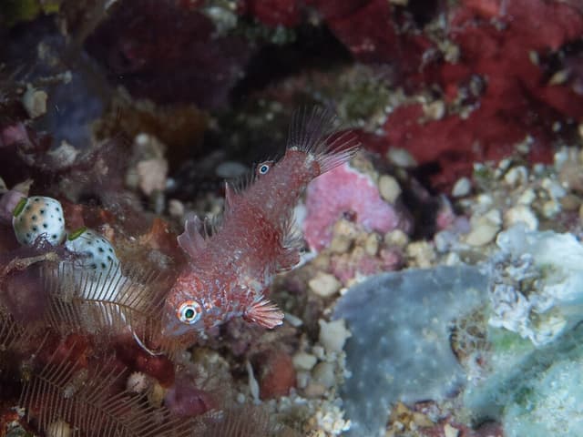 Leopard Wrasse