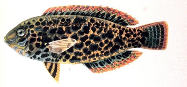 Leopard Wrasse