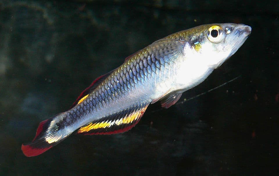 Madagascar Rainbow