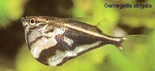 Marbled Hatchetfish