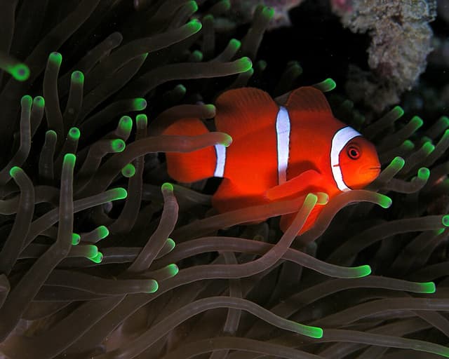 Maroon Clownfish
