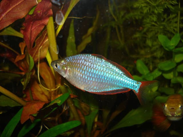 Neon Dwarf Rainbowfish