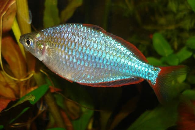 Neon Dwarf Rainbowfish