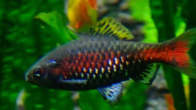 Odessa Barb