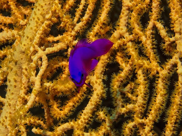 Orchid Dottyback