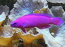 Orchid Dottyback