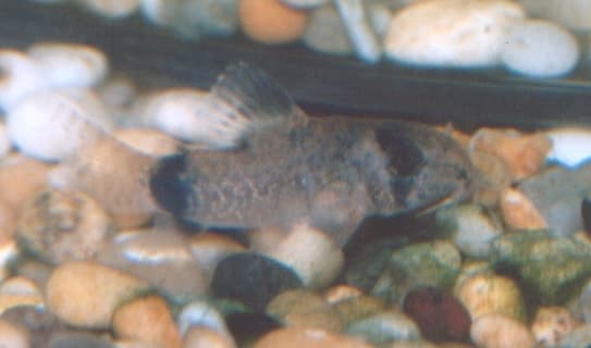 Panda Corydoras