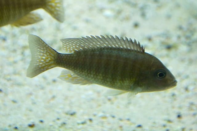 Peacock Cichlid