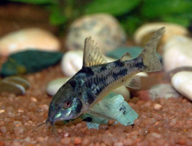 Peppered Corydoras