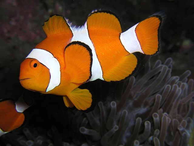 Percula Clownfish