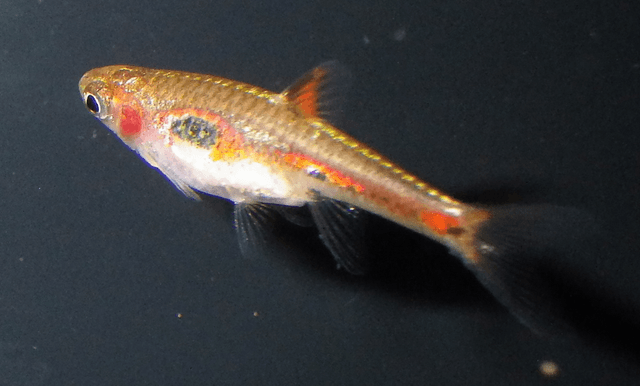 Phoenix Rasbora