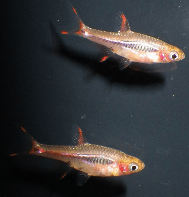 Phoenix Rasbora