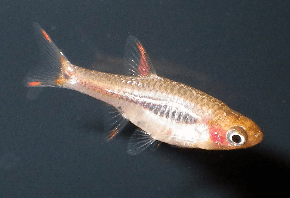 Phoenix Rasbora