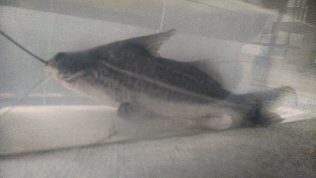 Pictus Catfish