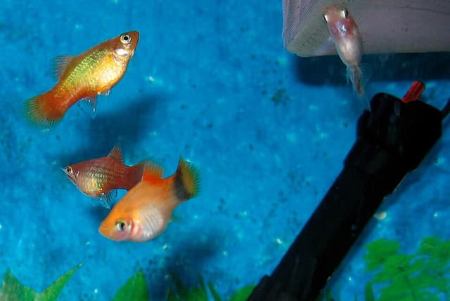 Platy