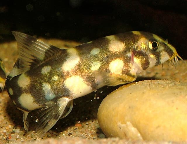 Polka Dot Loach