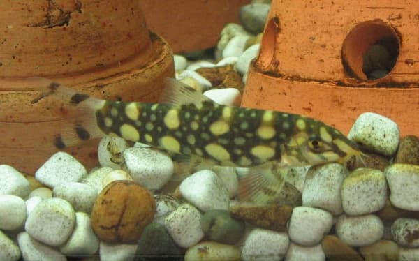 Polka Dot Loach