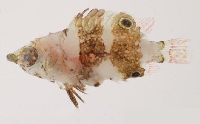 Possum Wrasse