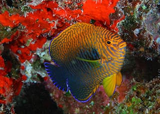 Potter's Angelfish