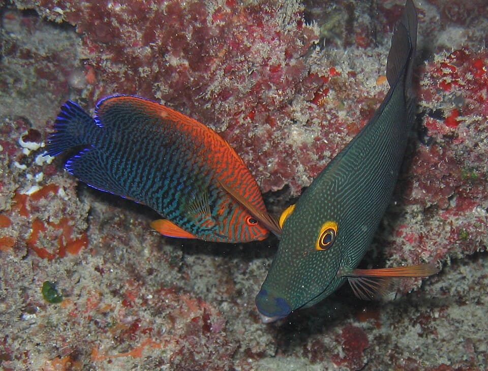 Potter's Angelfish