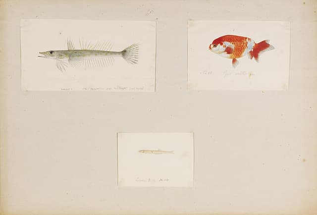 Ranchu Goldfish