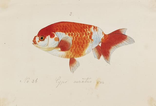 Ranchu Goldfish