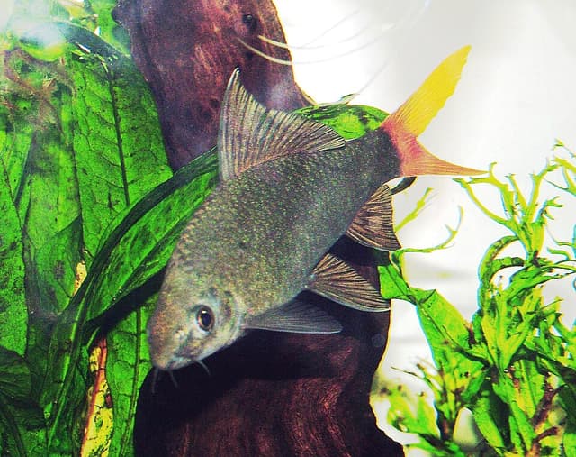 Red Tail Shark