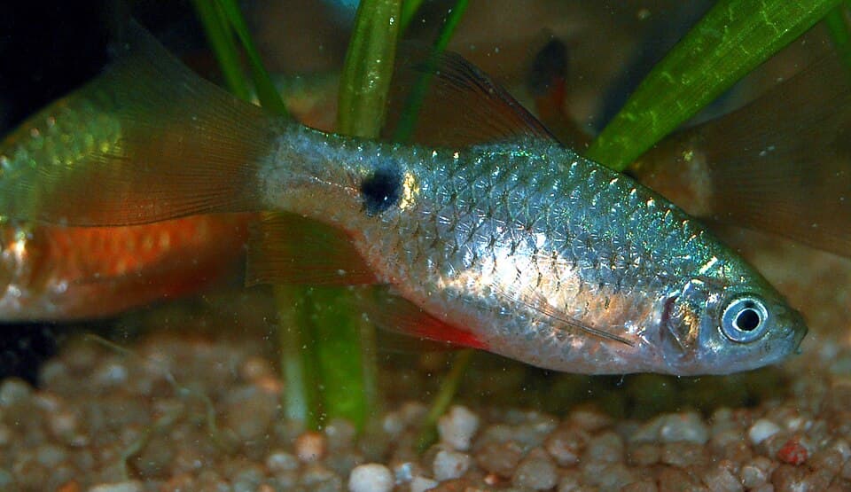 Rosy Barb