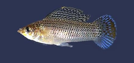 Sailfin Molly