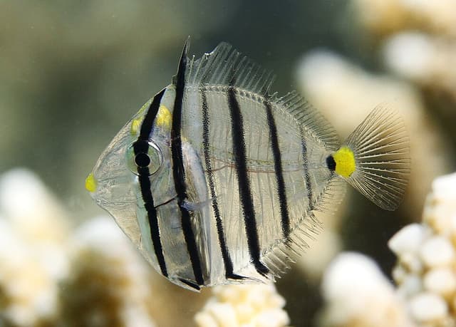 Sailfin Tang