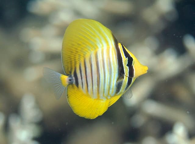 Sailfin Tang