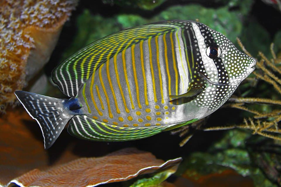 Sailfin Tang