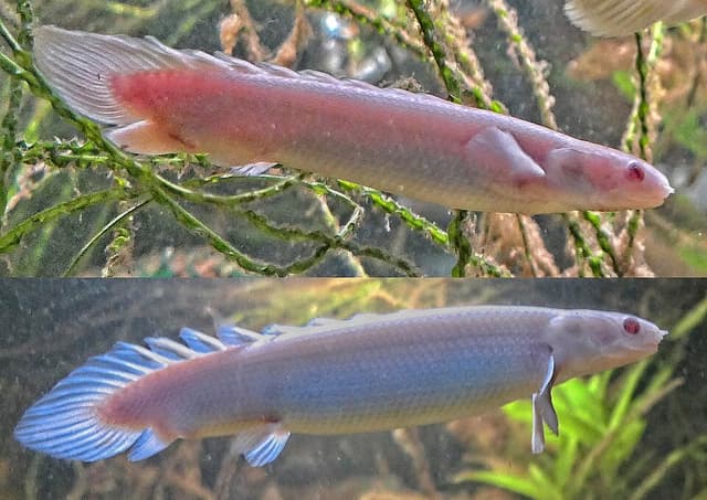 Senegal Bichir