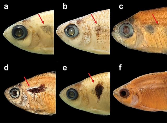 Serpae Tetra
