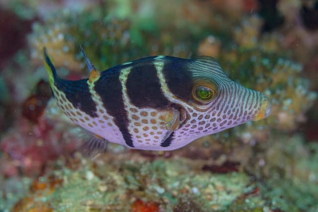 Sharpnose Puffer