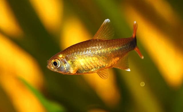 Silver Tip Tetra