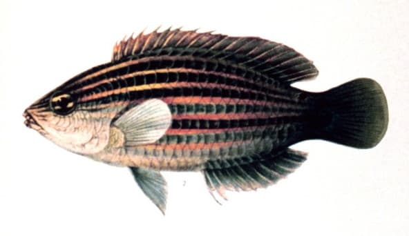 Sixline Wrasse