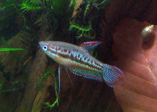 Sparkling Gourami