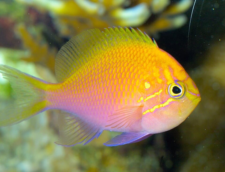 Sunburst Anthias