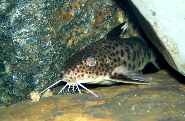 Cuckoo Synodontis