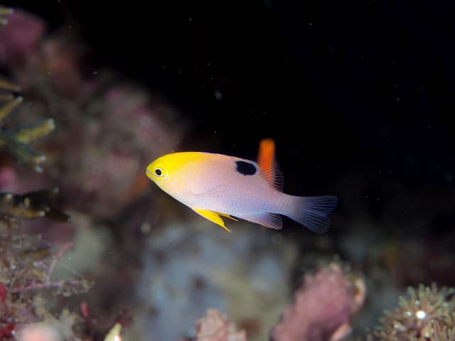 Talbot's Damselfish
