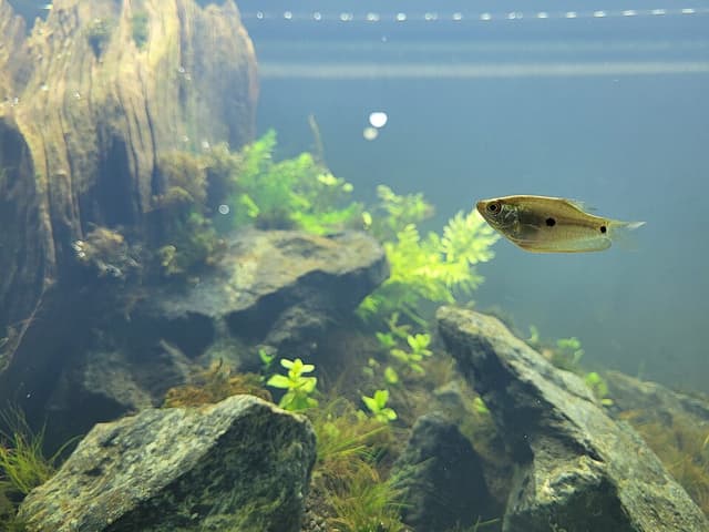 Three-Spot Gourami